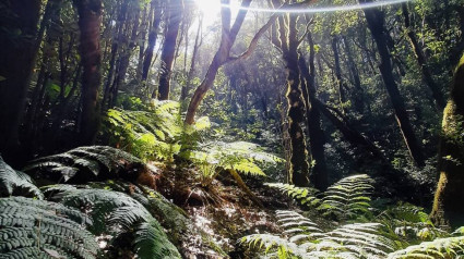 Naturaleza en Canarias