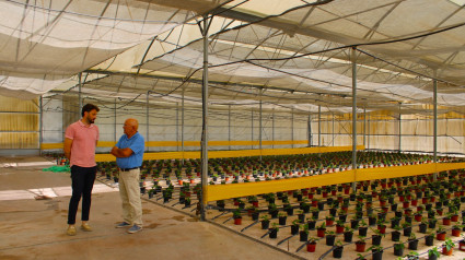 El concejal de Parques y un técnico en el vivero municipal ante los plantones de flor de pascua