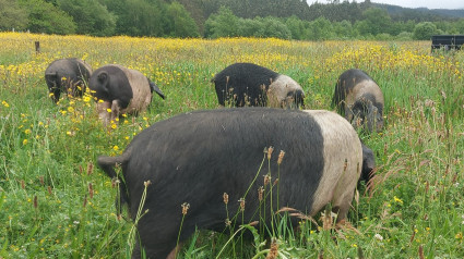 El cerdo se alimenta de bellotas, castañas y de restos de la producción agrícola