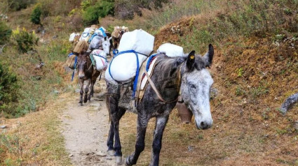 Transportando mercancía