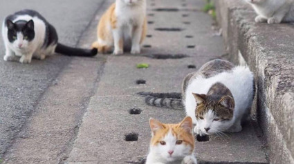 Colonias de gatos en Valencia