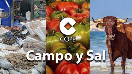 ´Campo y Sal´ viernes 25 octubre 2024