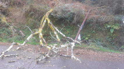 El árbol y el poste de telefonía sobre el suelo en As Somozas