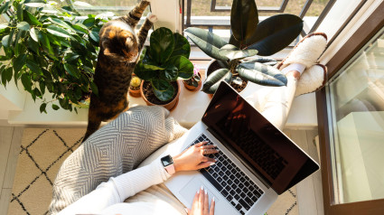 Mujer sentada en un sillón y poniendo los pies en el alféizar de la ventana, trabaja en una computadora portátil en casa, el gato cercano quiere atención