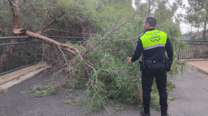 Un agente de la Policía Local ante un árbol dañado por la DANA en lorca