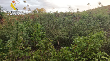 Plantación de marihuana en Llanera