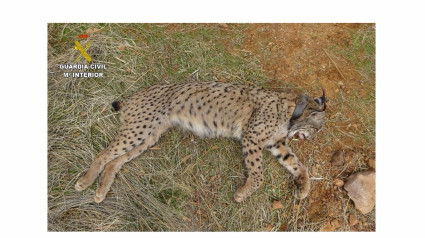 Lince Ibérico abatido por un cazador