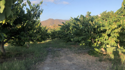 Finca de Subtropicales en la Costa de Granada