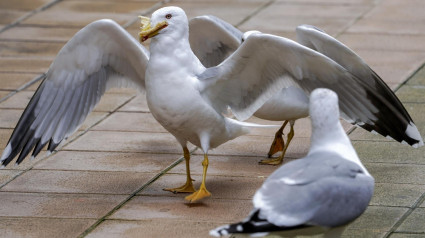 Gaviotas se pelean por un trozo de empanada en una terraza hostelera