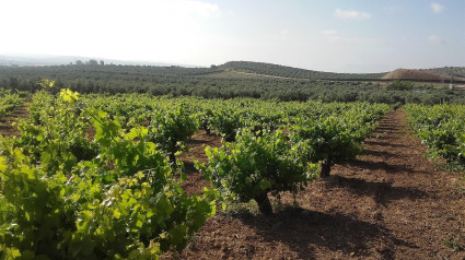 DO Bierzo se muestra "satisfecha" con la suspensión parcial del uso de godello en Rueda, pero pide "prudencia"