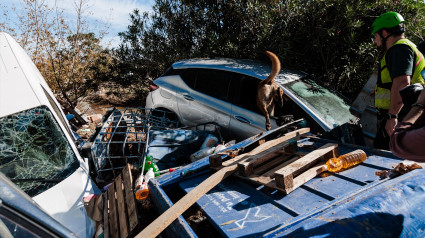 Un perro de la Guardia Civil busca víctimas en una zona afectada por la DANA, a 2 de noviembre de 2024, en Chiva, Valencia