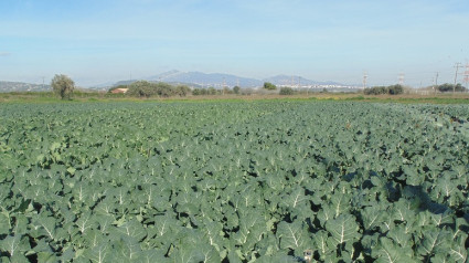 Imagen de un campo de brócoli en crecimiento