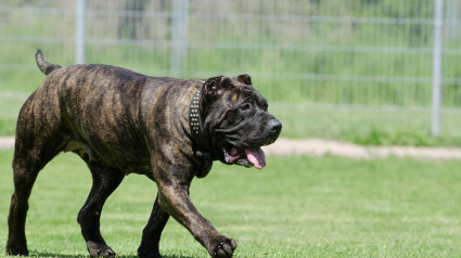 Perro de presa canario