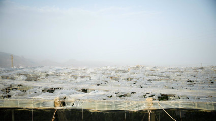 Efectos del temporal en un invernadero en El Ejido. A 29 de octubre de 2024, en El Ejido, Almería