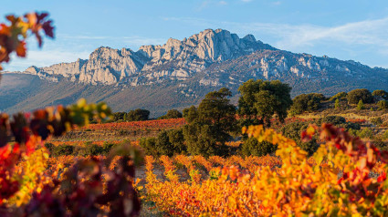 Vista de viñedos en Rioja alavesa