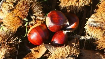 Castañas del Bierzo