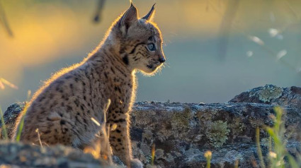 Los dos nuevos vecinos del parque La Maleza, en la Sierra de Albarracín