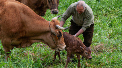 Becerro y agricultor recién nacido en Asturias en España