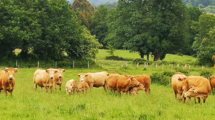 Rubia Galega campo