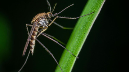 Mosquito transmisor de la fiebre del Nilo Occidental. Imagen de archivo