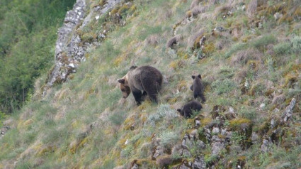 En diciembre tendrá lugar la segunda reunión del grupo de trabajo del oso