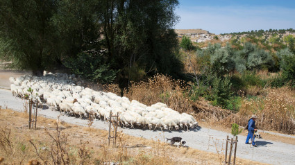 Pastor con rebaño de ovejas y perro pastor en Castilla y León, España