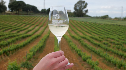 Copa vino blanco y viñedos. DO  Condado de Huelva