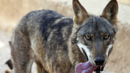 Crecen las manadas de lobo en Castilla y León