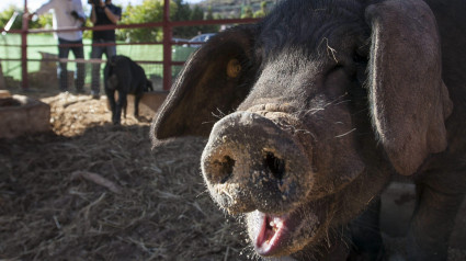 GRA044. ARUCAS (GRAN CANARIA). 25/09/2013.- El Cabildo de Gran Canaria presentó hoy tres sementales de Cochino Negro Canario (Sansón, Tritón y Nerón), los cuales, en las próximas fechas, irán rotando por las distintas ganaderías de la Isla, con el objetivo de obtener la extensión de la raza pura. EFE/Ángel Medina G.