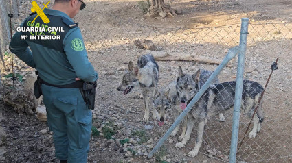 Un agente de la Guardia Civil contempla a los lobos en el cercado de una casa en Lorca