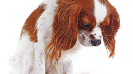 La salud mental de los animales, en Fin de Semana