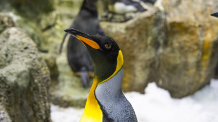 Geisha, la pingüino recuperada por Loro Parque tras ser atrapada accidentalmente por un pesquero japonés