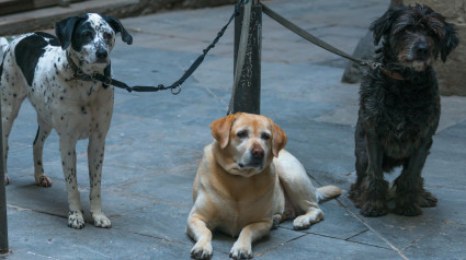 Tres perros en Barcelona