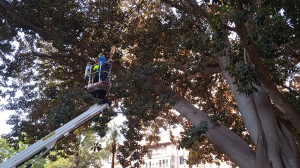 Trepadores cualificados revisan los ficus de Floridablanca