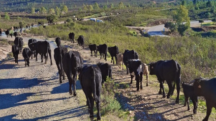 Trashumancia hacía Monfragüe