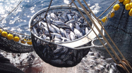 26-07-2021 Atún de pesca responsableECONOMIAOPAGAC