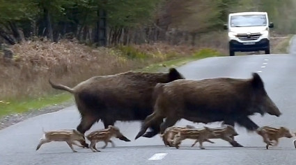 Peligro en las carreteras Ribera