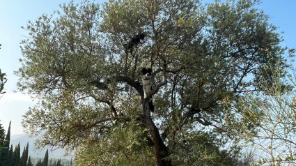 Bowi, subido a un árbol a más de tres metros de altura