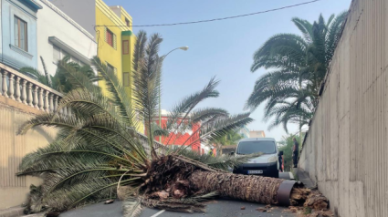 Caida de una palmera