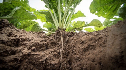 Agricultura: hoja del nabo