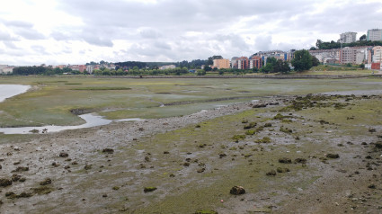 Lodos de la Ria de O Burgo, 2018