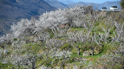 Varios árboles de cerezo durante su floración en una de las sierras del Valle del Jerte