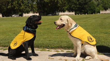 Perros guía de la Fundación ONCE de Perros Guía