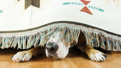 Un perro se esconde bajo la cama