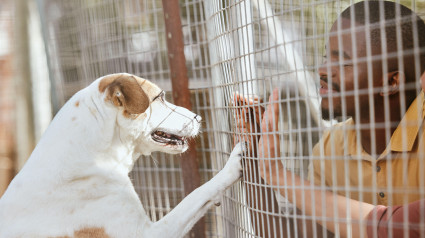 Perro, adopción y refugio de animales con un hombre negro voluntario que trabaja en un centro de rescate para familias de acogida