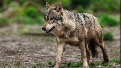 El animal que te avisa de la presencia de lobos