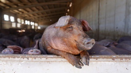 Las instalaciones de porcino y biogás enfrentan a vecinos y productores