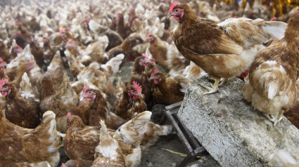 Vista de gallinas en una granja avícola, en una fotografía de archivo. EFE/Laurent Gillieron