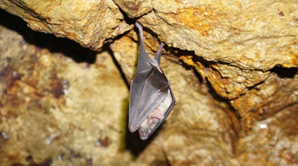 Galicia es una de las zonas de España en donde existe un gran número de diferentes especies de murciélagos