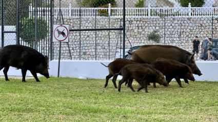 Varios jabalíes en una zona urbana de la localidad malagueña de Mijas